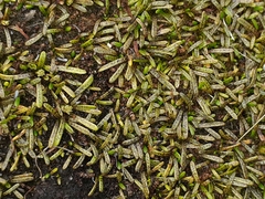 Abrotanella caespitosa