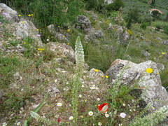 Reseda alba
