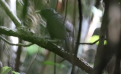 Turdoides atripennis