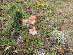 Gentianella dianthoides