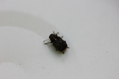 Dissoleucas niveirostris