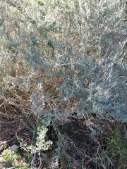 Atriplex lampa