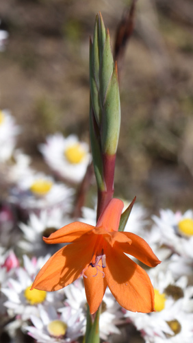 Image of Watsonia pillansii by (c) Andrew Gillespie, some rights reserved (CC BY-SA)