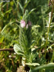 Ononis alopecuroides