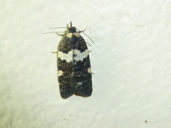 Dichelia cosmopis