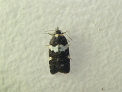 Dichelia cosmopis
