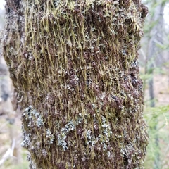 Hypnum cupressiforme filiforme