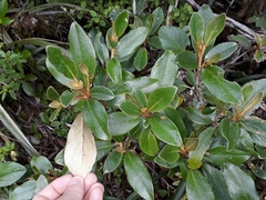 Brachyglottis elaeagnifolia