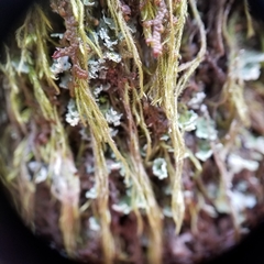 Hypnum cupressiforme filiforme