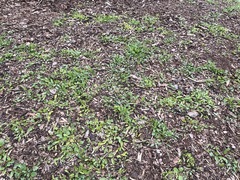 Convolvulus arvensis