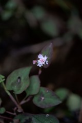 Persicaria nepalensis