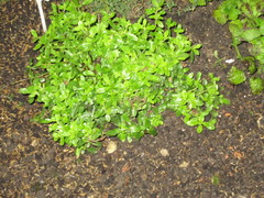 Angiospermae
