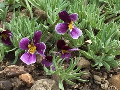 Viola beckwithii