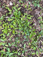 Convolvulus arvensis