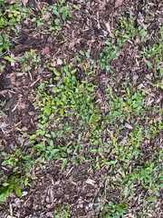 Convolvulus arvensis