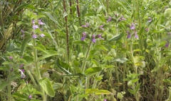 Stachys zoharyana