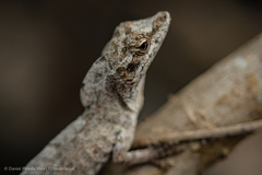 Anolis laeviventris