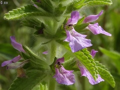 Stachys zoharyana