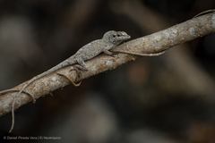 Anolis laeviventris