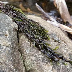 Fontinalis dalecarlica