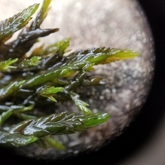 Fontinalis dalecarlica