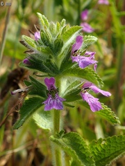 Stachys zoharyana
