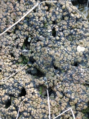 Clavascidium lacinulatum