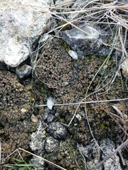 Clavascidium lacinulatum