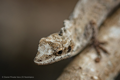 Anolis laeviventris