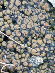 Clavascidium lacinulatum