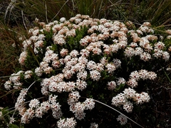 Pimelea buxifolia