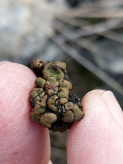 Clavascidium lacinulatum