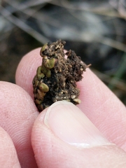 Clavascidium lacinulatum