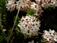 Pimelea buxifolia