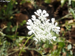 Tordylium trachycarpum