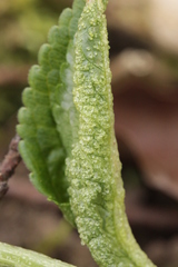 Synchytrium mercurialis