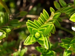 Pimelea buxifolia