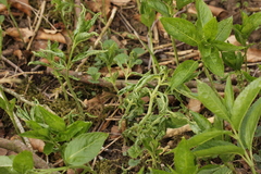 Synchytrium mercurialis