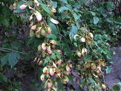 Heteropterys palmeri