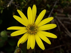 Brachyglottis lagopus