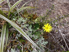 Brachyglottis lagopus