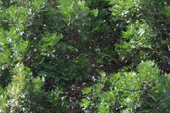 Harpephyllum caffrum