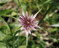 Tragopogon coelesyriacus