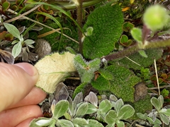 Brachyglottis lagopus