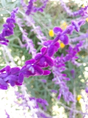 Salvia leucantha