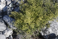 Galium angustifolium