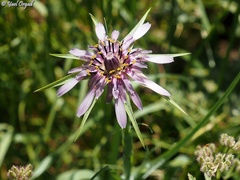 Tragopogon coelesyriacus