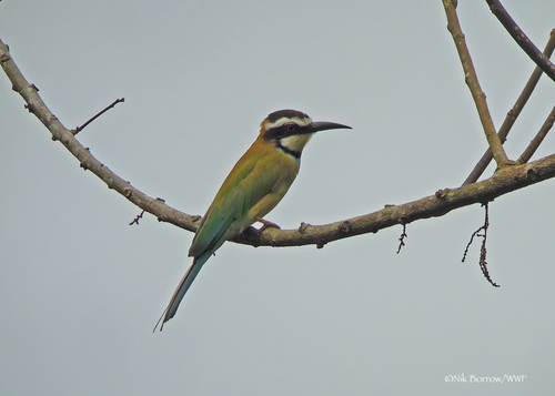 White-throated Bee-eater