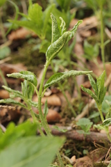 Synchytrium mercurialis