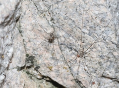 Leuronychus pacificus